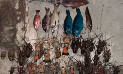 Deux personnes interpellées avec 20 kg de poissons à Saint-Leu