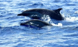 Saint-Gilles : une centaine de dauphins tachetés observés 