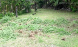 Gendarmerie cannabis Saint-Joseph