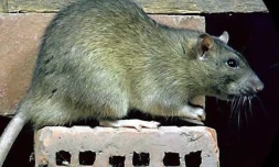 Rat