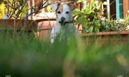 Chiens 