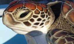 Tortue verte sauvée à Grand Bois par Kélonia 