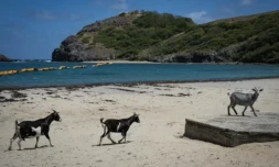 Des chĂšvres sur la plage Pompierre Ă Terre-de-Haut, aux Saintes, archipel touristique de Guadeloupe, le 18 mars 2026 ( AFP / Carla Bernhardt )