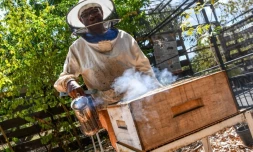 Le Port : les abeilles sentinelles sont à l'honneur