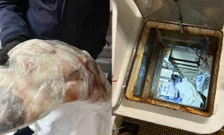 Pêche illicite de légine : six personnes interpellées après la découverte de 2,2 tonnes de poissons non déclarés, 10 kilos supplémentaires retrouvés lors d'une perquisition