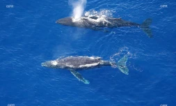 Baleine Saint-Paul