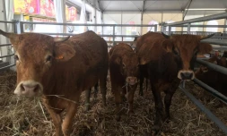 La Nordev - Les Zanimos Ă l\'honneur