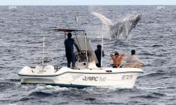 Baleines