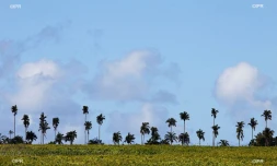 Météo Réunion 