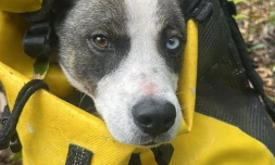 Saint-André : un chien tombé dans une ravine sauvé après quatre jours de souffrances