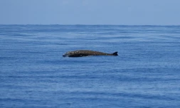 Globice : rare observation d'une baleine Ă bec d'oie au large de Langevin