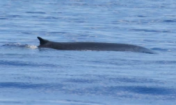 baleine bleue