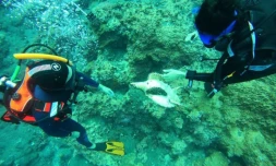 Kélonia : deux tortues imbriquées victimes de cordages et de fils de pêche