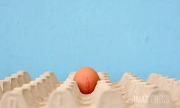 oeuf de poule