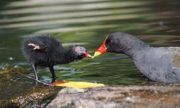 Poule d'eau