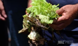 dégats agriculture aprés le passage de Belal 