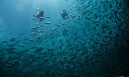 thierry Péres pèches cavale