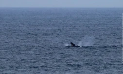 Baleines observées par le TCO