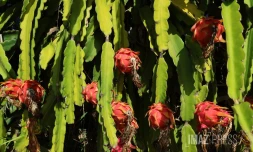 Pitaya 