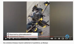 centaines oiseaux morts Mexique