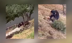 enquête de flagrance sur deux gendarmes qui frappent un individu à Plateau-Caillou