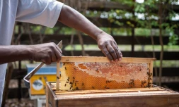  Le Port, la terre des abeilles sentinelles