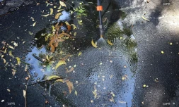 Dengue 