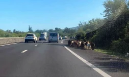 cabris sur la route l'étang-salé