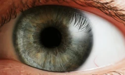 Oeil
