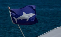 Les attaques mortelles de requin ne sont pas rares en Nouvelle-Calédonie. AFP/Joseph Prezioso