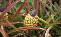 Plantation ananas
