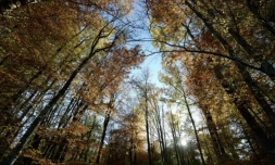 Deux mairies lorraines veulent rĂ©cupĂ©rer les 2.000 hectares de forĂȘts attribuĂ©s par l'Allemagne en 1871 Ă une commune alsacienne ( AFP / PATRICK HERTZOG )