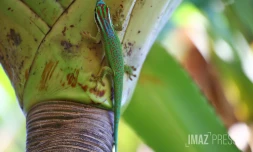 gecko de manapany