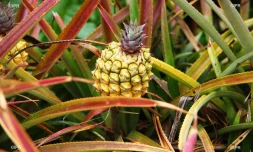 Ananas