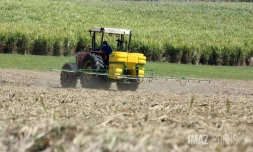 engrais canne à sucre 