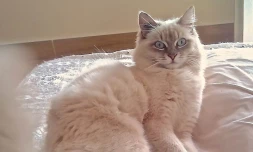 Vénus Chat de Lynda Kettoutce