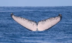 Belle moisson de caudales de baleines Ă  Saint-Gilles