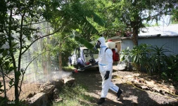 Dengue 