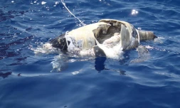 Tortue, Kélonia, cadavre, Baie de Saint-Paul, hélice de bateau