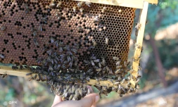 Apiculture