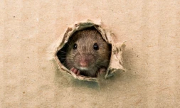 Invasion de rats