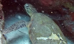 Une jeune tortue verte blessée