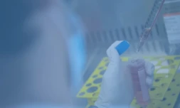 Afrique du Sud : les scientifiques surveillent un nouveau variant