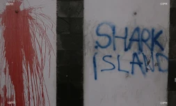Manifestation contre la crise requins à Saint-Leu