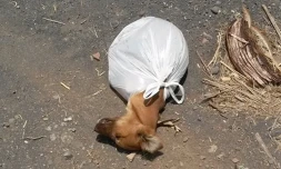 Petit chiot retrouvé au port dans un sac plastique