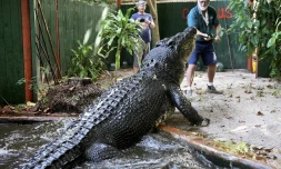 Cette photo fournie par Marineland Melanesia a été prise le 19 mai 2010. Elle montre George J. Craig nourrissant le crocodile Cassius.