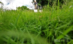 herbes 