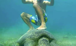 Tortues