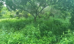 L'aire de pique-nique de la rivière Sainte-Etienne envahie par les plantes