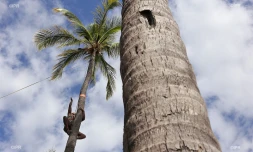 Concours grimpeur coco